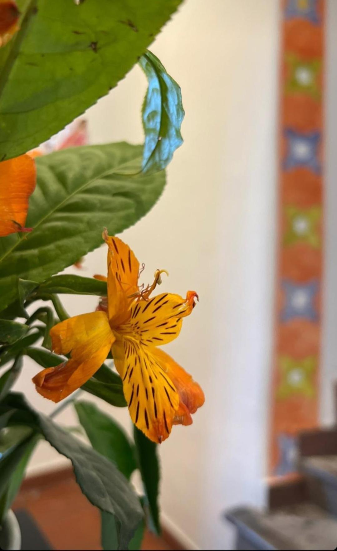 Hotel Suenos Del Inka クスコ エクステリア 写真
